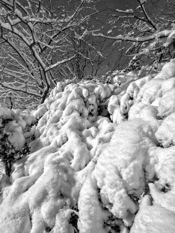 Snow and Branches 1