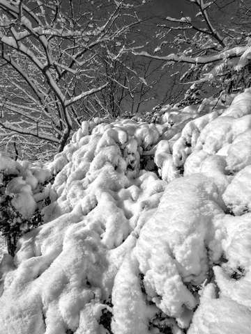 Snow and Branches 1