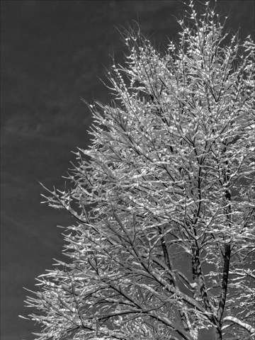 Snow and trees