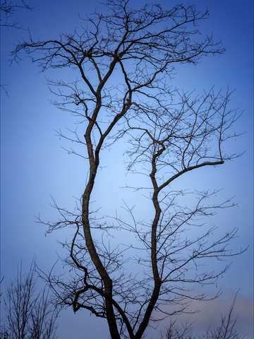 Winter light