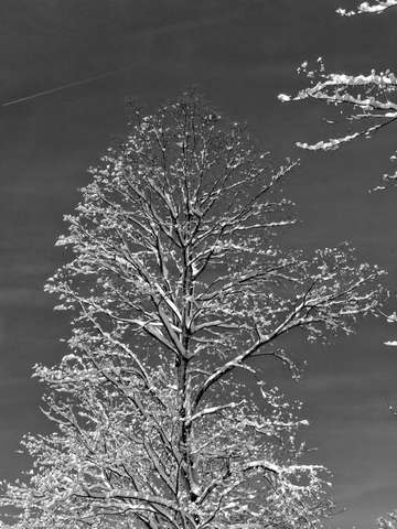 Winter tree 2