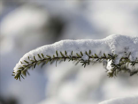 Snow and pine branch
