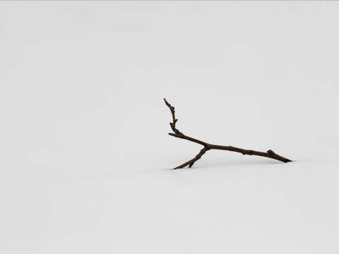Solitary 4