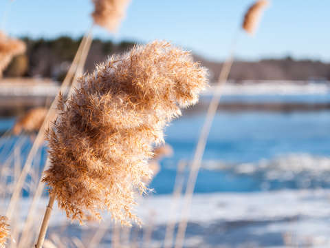 Winters cattails