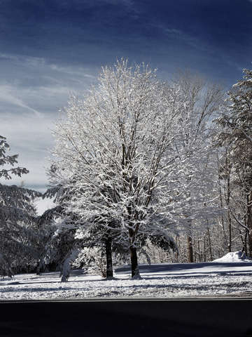 White tree