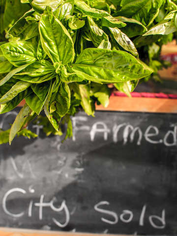 Urban farming iii