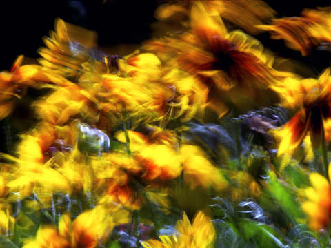 Wild Susans