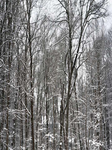 February forest