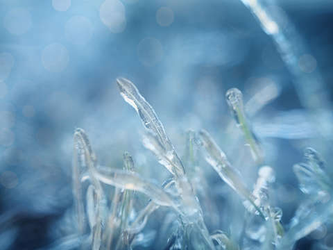 Frozen