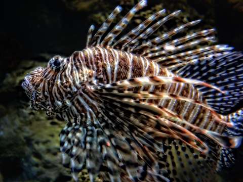 Lion of the ocean