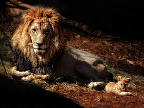 Lions pride
