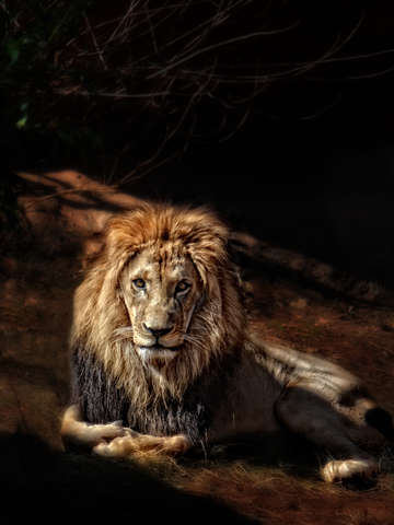 Aslan