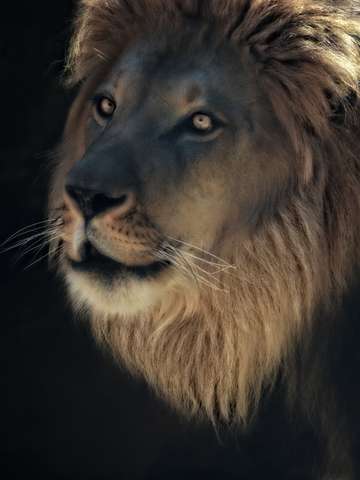 Eyes in gold