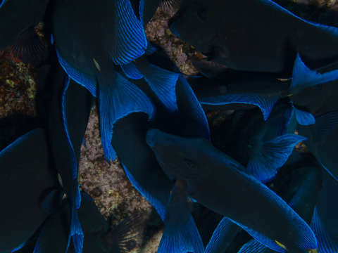 Abstract 4