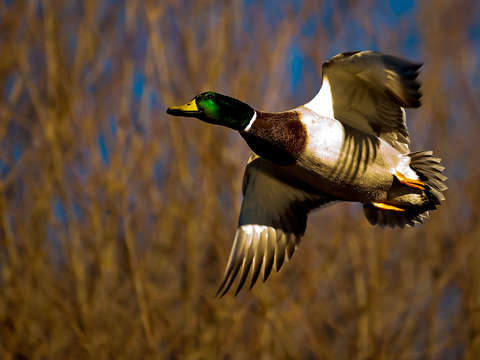 Bird 2010 7