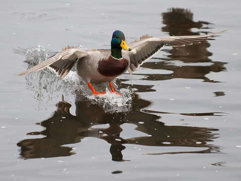 Bird 8391