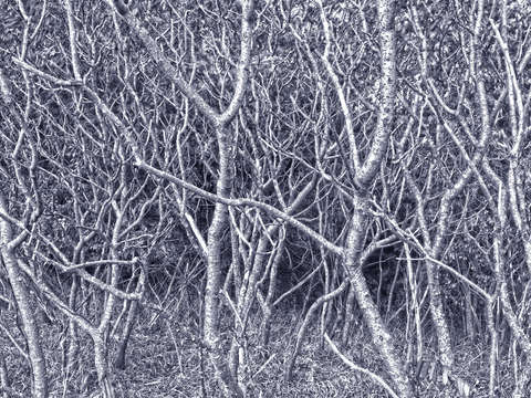 Silver trees