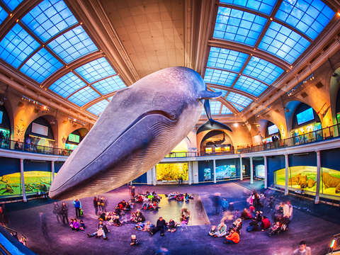 The blue whale american museum of natural history