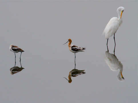 Reflections