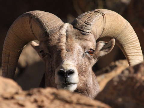 Bighorn stare down