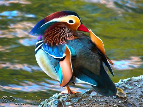 Mandarin iii