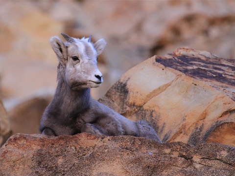 Bighorn calf