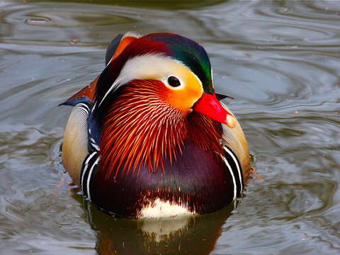 Mandarin ii