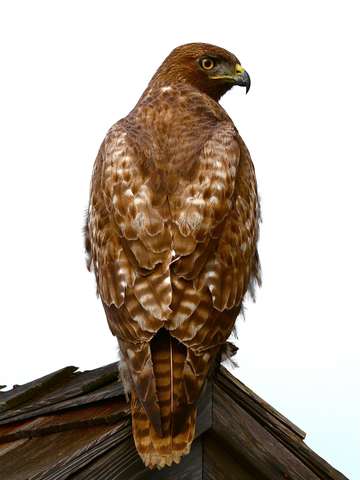 Red tail