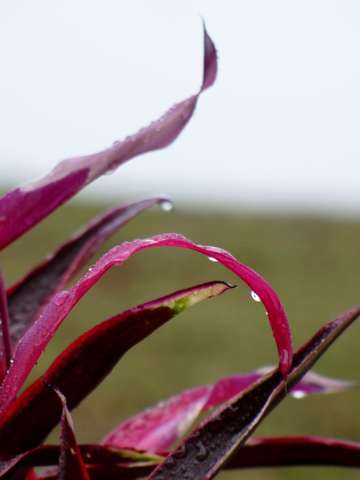 Touch the rain