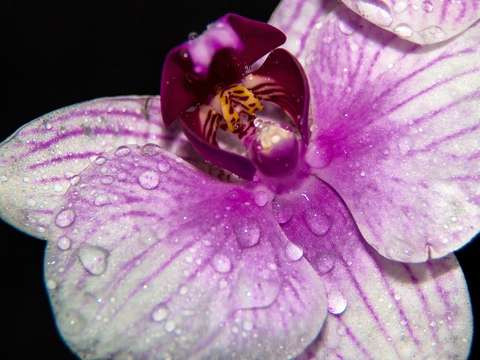 Orchid 4