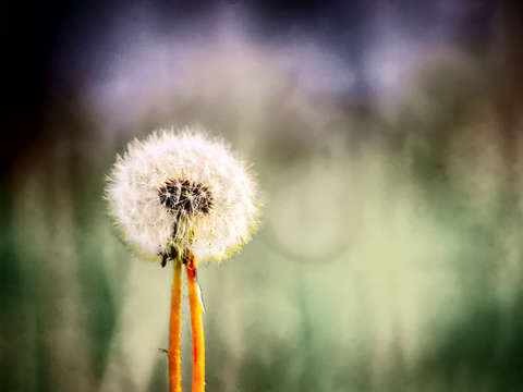 Dandy