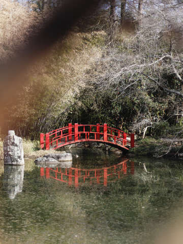 The bridge in the botanical gardens