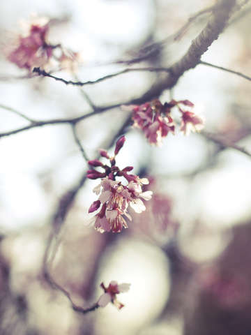Cherry blossoms