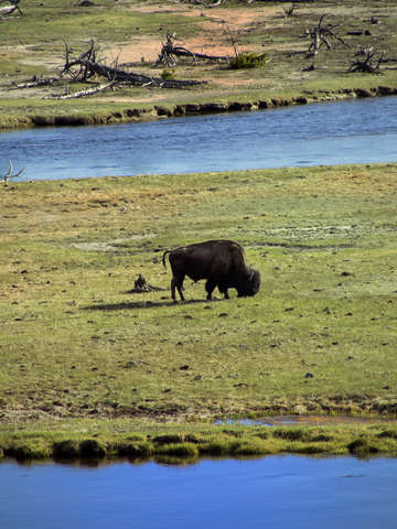 Bison 3