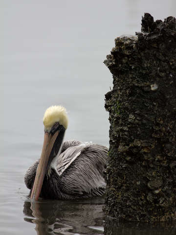Pelican infinity