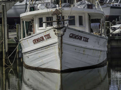 Crimson tide head on