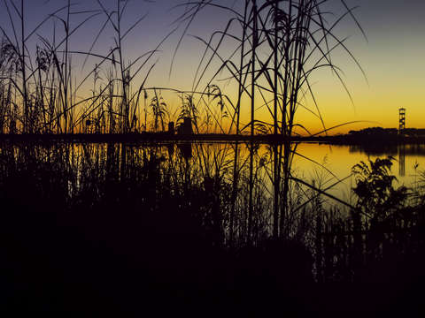 Yellow dawn
