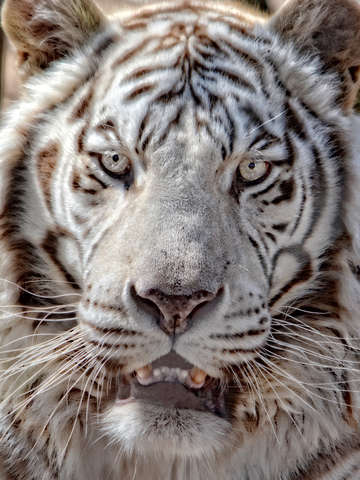 Steel eyes