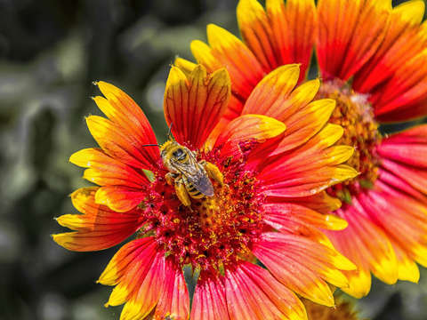 Worker bee