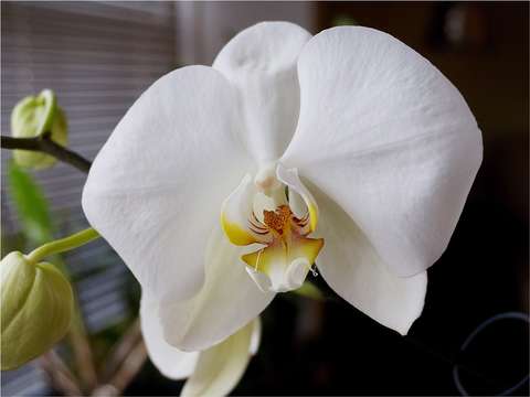 Butterfly orchid