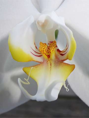 Butterfly orchid close up