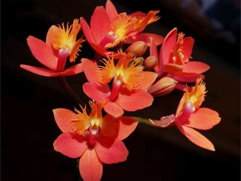 Orchids aglow