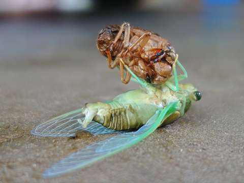 Carport metamorphosis