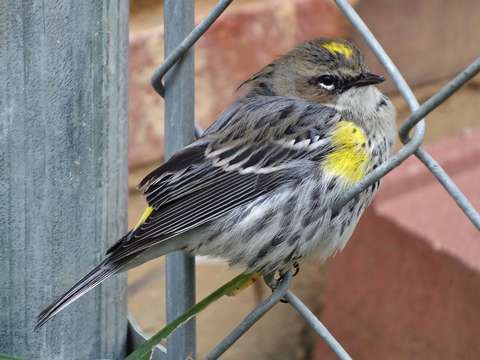 Pretty warbler on a fence