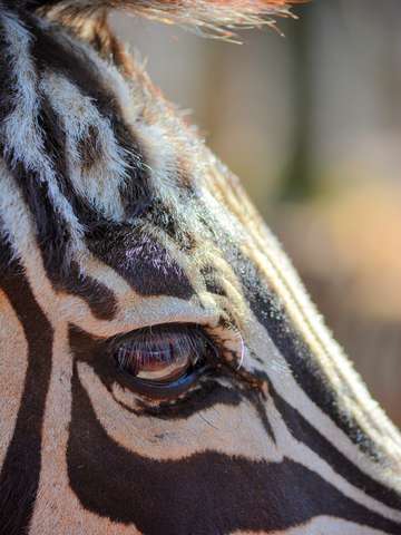 Zebra perspective