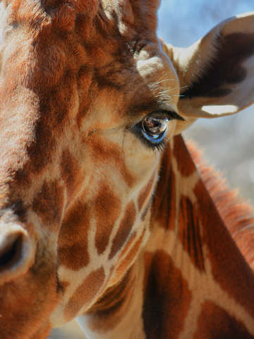 Giraffe stare down