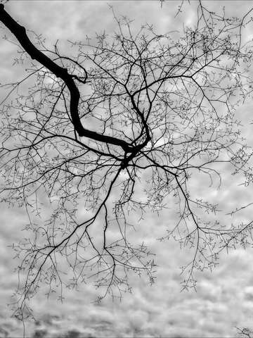 Branches and clouds 2