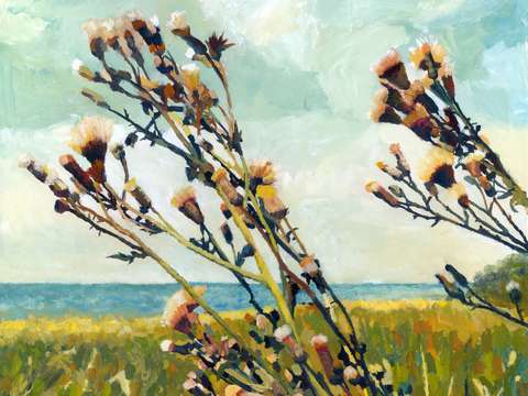 Thistles on the beach