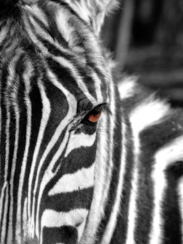 Striped to the soul