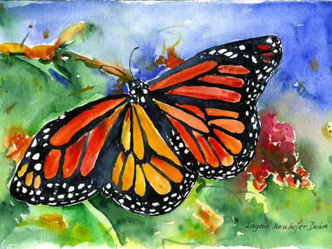 Butterfly 5